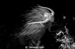 Nudi by Timucin Ucar 